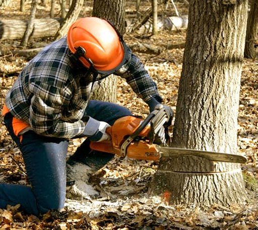 Tree Removal in Lambrook, AR